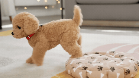 The PoodlePet Companion getting up and walking across the room